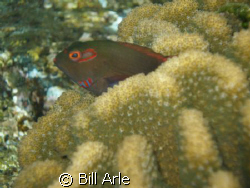 Big Island, Hawaii..Olympus SP350 Macro setting by Bill Arle 